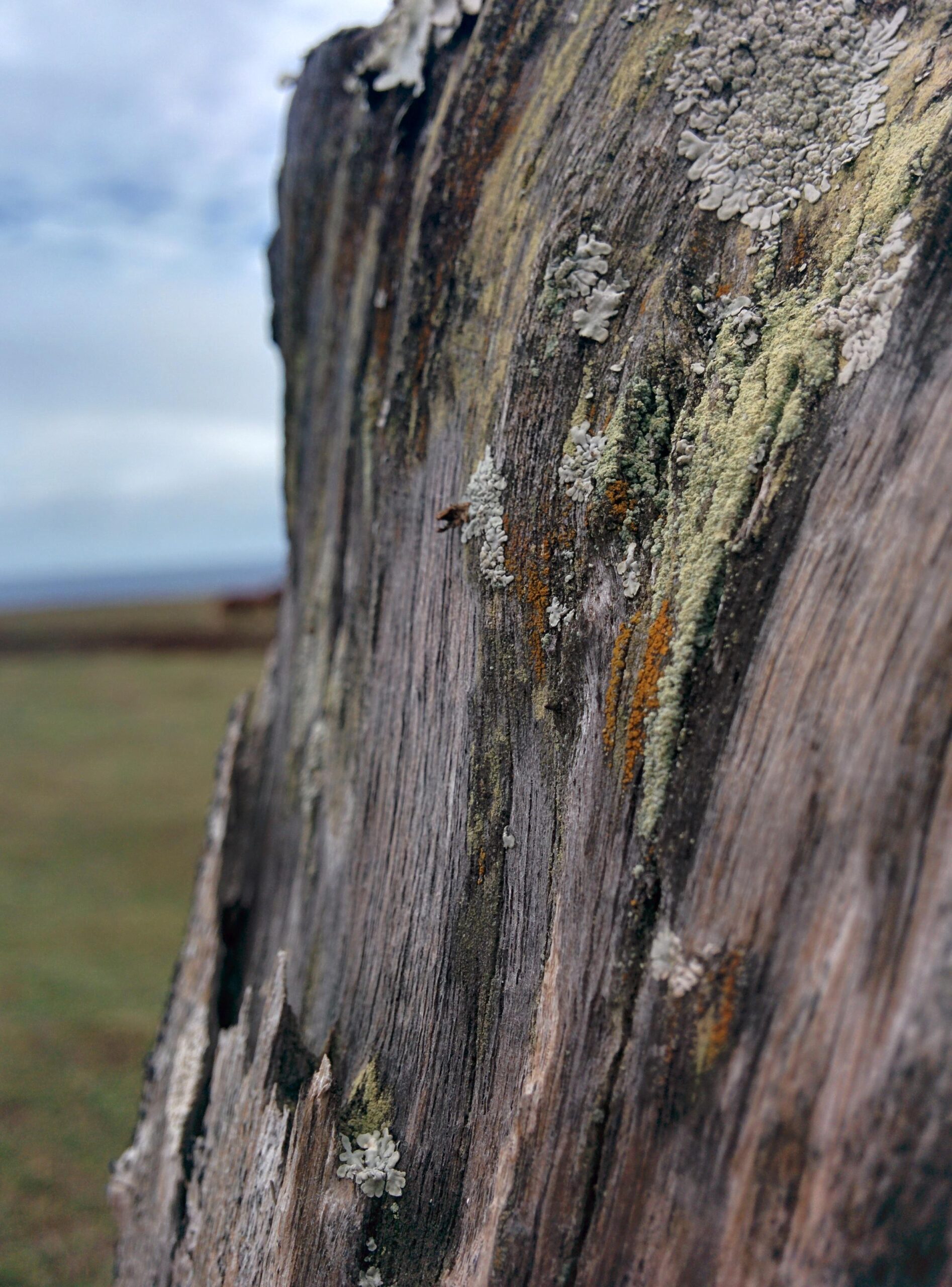 Dried Tree Stumpwith Lichen